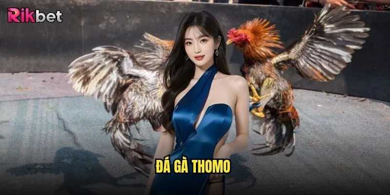 đá gà Thomo