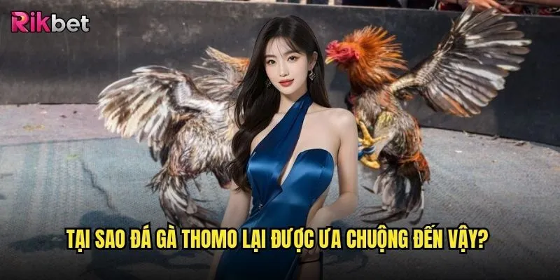 Đá gà Thomo trên rikbet có phải là sân chơi đá gà uy tín nhất Việt Nam? 2 Tại sao đá gà Thomo lại được ưa chuộng đến vậy?