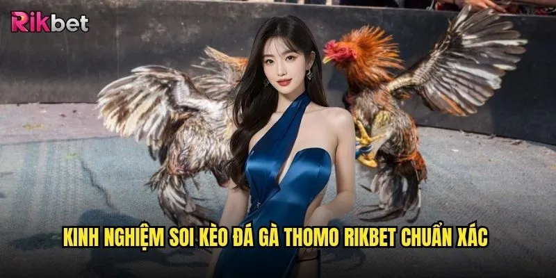 Đá gà Thomo trên rikbet có phải là sân chơi đá gà uy tín nhất Việt Nam? 3 Kinh nghiệm soi kèo đá gà Thomo rikbet chuẩn xác