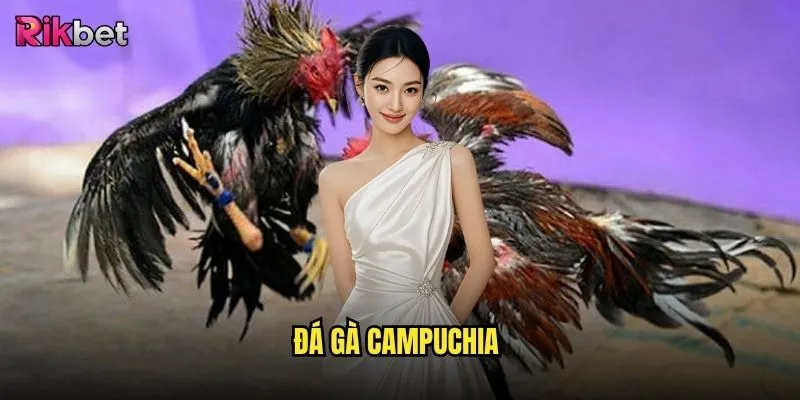 đá gà Campuchia