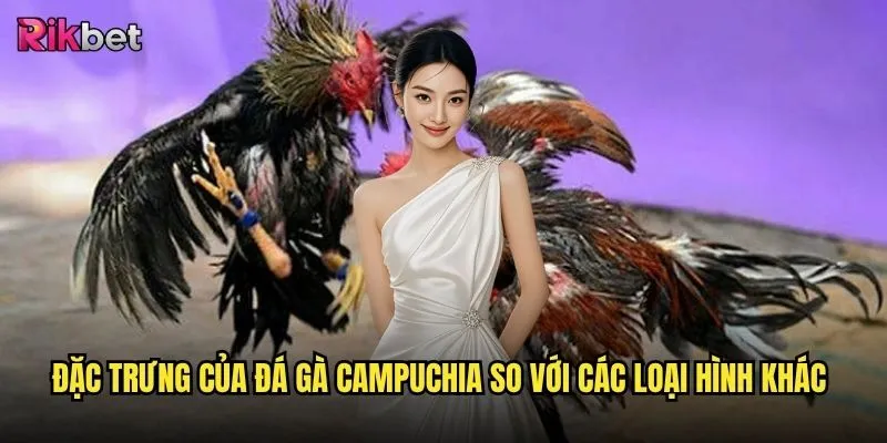 Đá gà Campuchia rikbet có gì đặc biệt mà game thủ mê mẩn đến vậy? 2 Đặc trưng của đá gà Campuchia so với các loại hình khác
