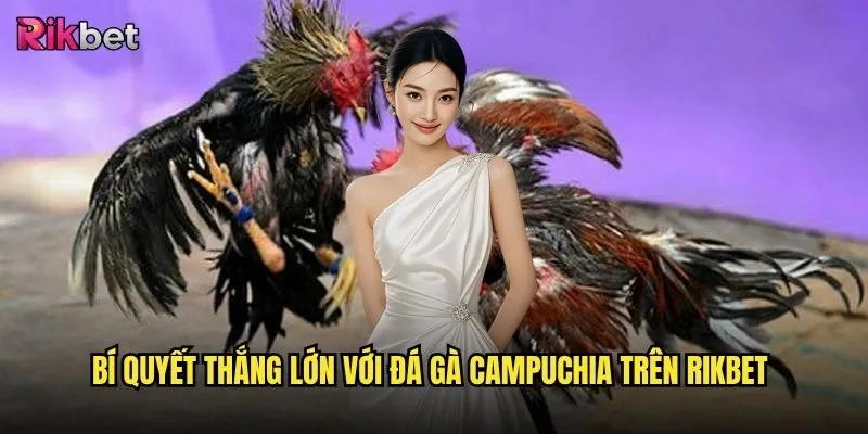 Đá gà Campuchia rikbet có gì đặc biệt mà game thủ mê mẩn đến vậy? 3 Bí quyết thắng lớn với đá gà Campuchia trên rikbet