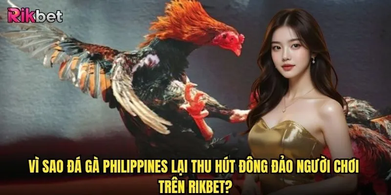 Đá gà Philippines rikbet có thực sự mang lại cơ hội thắng cao như kỳ vọng? 2 Vì sao đá gà Philippines lại thu hút đông đảo người chơi trên rikbet?