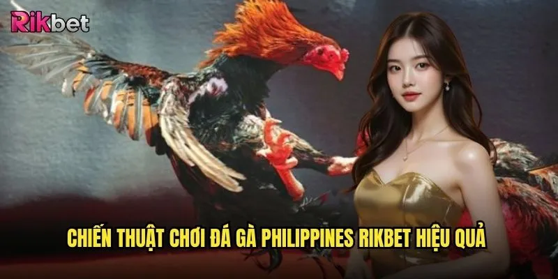 Đá gà Philippines rikbet có thực sự mang lại cơ hội thắng cao như kỳ vọng? 3 Chiến thuật chơi đá gà Philippines rikbet hiệu quả