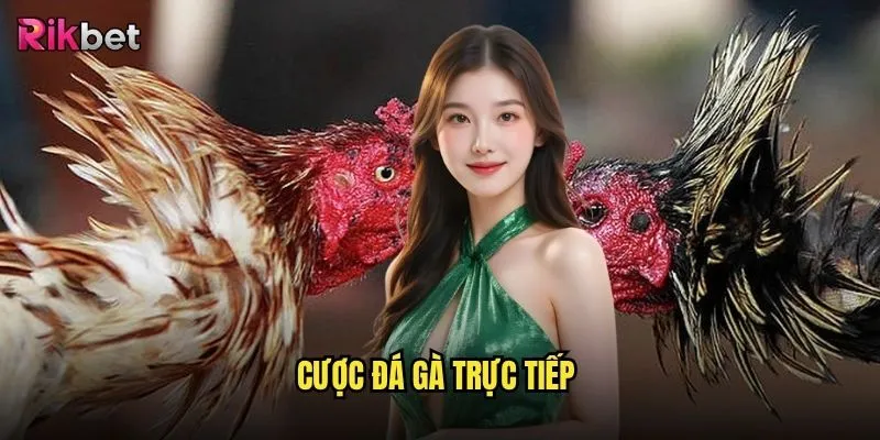 Cược đá gà trực tiếp