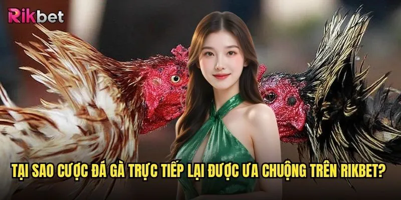 Cược đá gà trực tiếp rikbet có thực sự mang lại trải nghiệm chân thực nhất? 2 Tại sao cược đá gà trực tiếp lại được ưa chuộng trên rikbet?