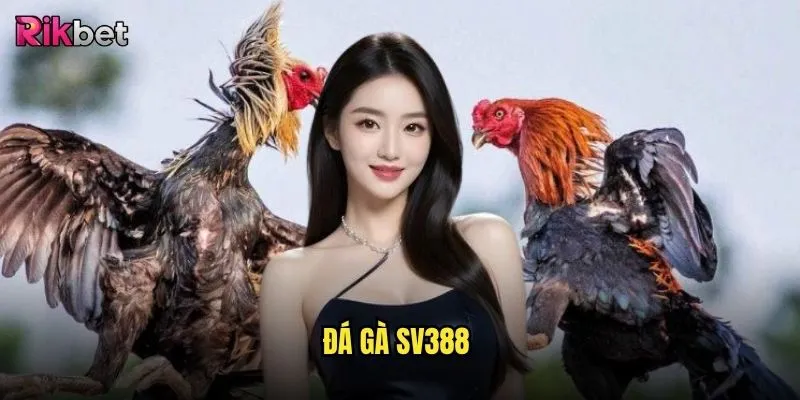 đá gà SV388