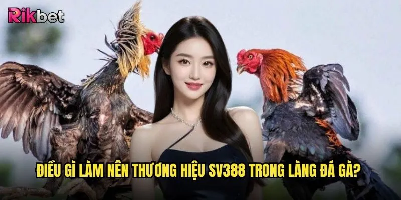 Đá gà SV388 trên rikbet có phải là lựa chọn hàng đầu cho bet thủ chuyên nghiệp? 2 Điều gì làm nên thương hiệu SV388 trong làng đá gà?