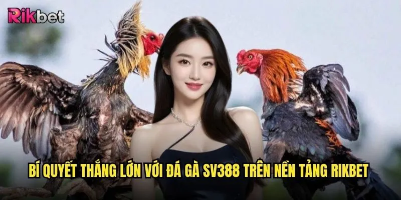 Đá gà SV388 trên rikbet có phải là lựa chọn hàng đầu cho bet thủ chuyên nghiệp? 3 Bí quyết thắng lớn với đá gà SV388 trên nền tảng rikbet
