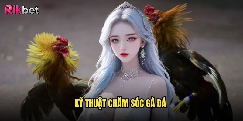 Kỹ thuật chăm sóc gà đá