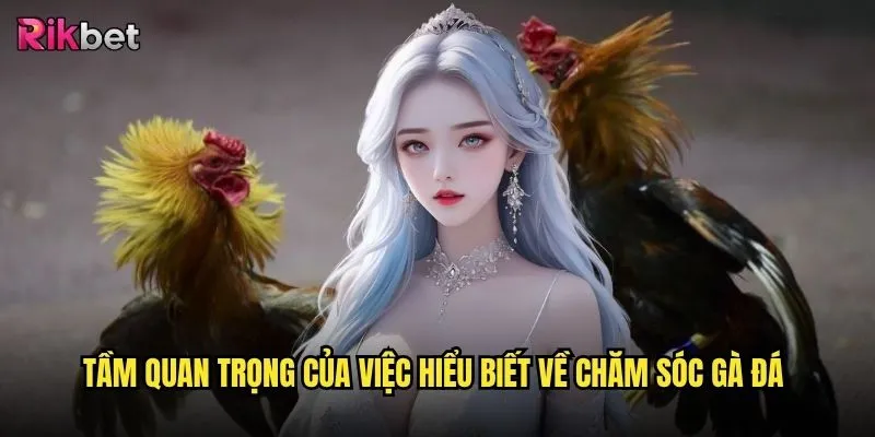 Kỹ thuật chăm sóc gà đá trên rikbet có giúp nâng cao tỷ lệ thắng cược không? 2 Tầm quan trọng của việc hiểu biết về chăm sóc gà đá