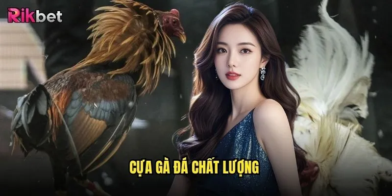 Cựa gà đá chất lượng