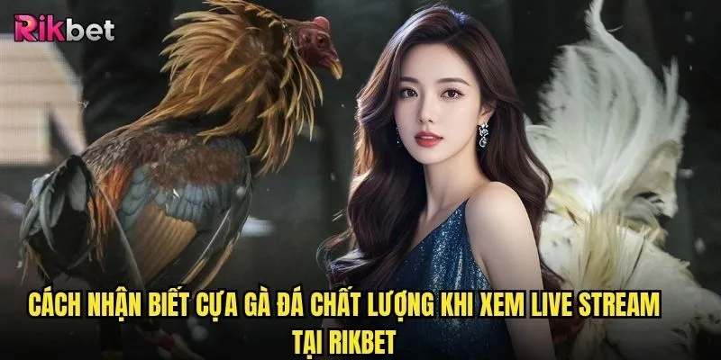 Cựa gà đá chất lượng trên rikbet có quyết định thắng bại trận đấu không? 3 Cách nhận biết cựa gà đá chất lượng khi xem live stream tại rikbet