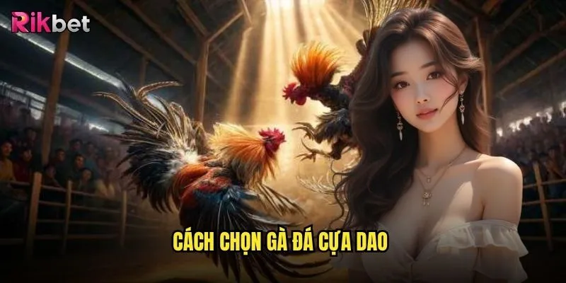 cách chọn gà cựa dao