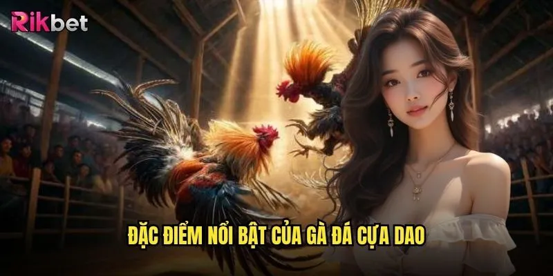 Cách chọn gà đá cựa dao trên rikbet có thực sự quan trọng với người chơi cược? 2 Đặc điểm nổi bật của gà đá cựa dao