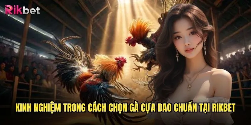 Cách chọn gà đá cựa dao trên rikbet có thực sự quan trọng với người chơi cược? 3 Kinh nghiệm trong cách chọn gà cựa dao chuẩn tại rikbet