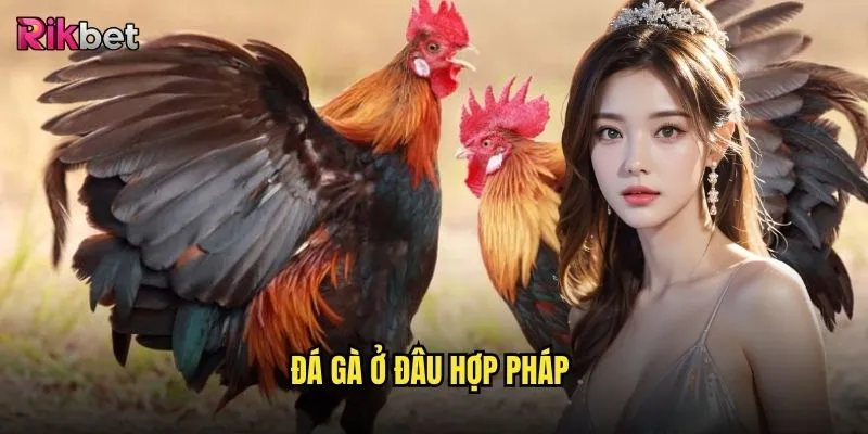 Đá gà ở đâu hợp pháp