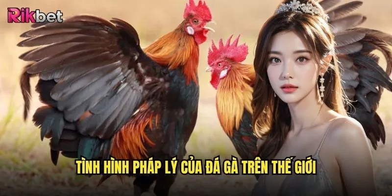 Đá gà ở đâu hợp pháp rikbet có đảm bảo an toàn cho người chơi? 2 Tình hình pháp lý của đá gà trên thế giới