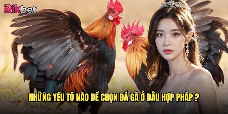Đá gà ở đâu hợp pháp rikbet có đảm bảo an toàn cho người chơi? 3 Những yếu tố nào để chọn đá gà ở đâu hợp pháp ?