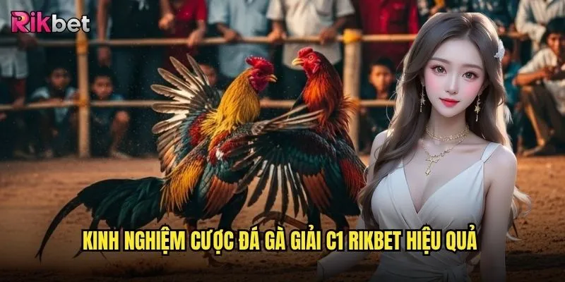 Đá gà giải C1 trên rikbet có thực sự là giải đấu đỉnh cao nhất? 3 Kinh nghiệm cược đá gà giải C1 rikbet hiệu quả